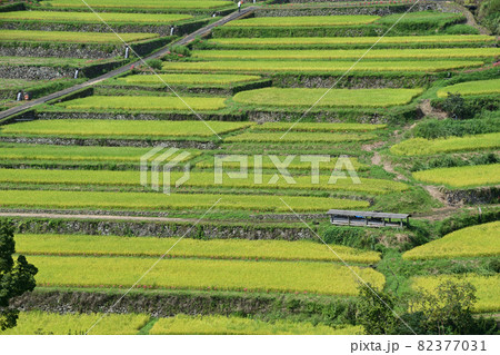 坂元棚田・秋の風景 82377031