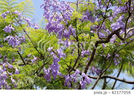 ジャカランダの花 82377056