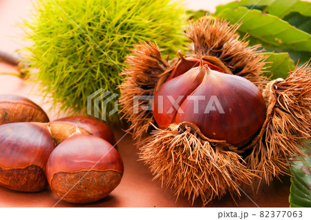 栗の写真素材 [82377063] - PIXTA