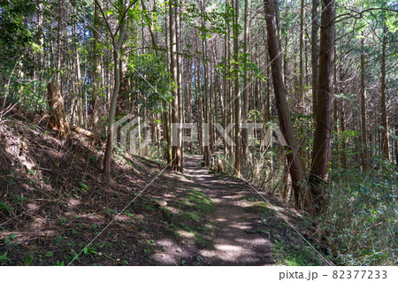 高取城跡の五百羅漢付近の登山道（奈良県高取町） 82377233
