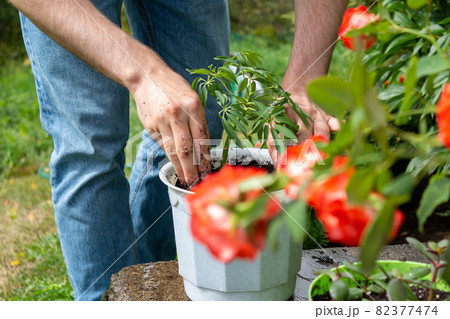 Young farmer plants plant in white pot.  82377474