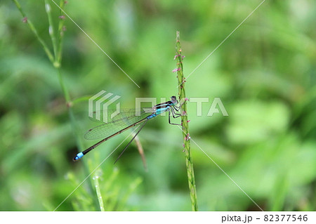 植物にとまるクロイトトンボ 植物にとまるクロイトトンボ 82377546