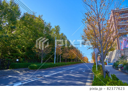 紅葉の神奈川県川崎市麻生区 新百合山手東通り(万福寺4丁目,3丁目方面) 紅葉の神奈川県川崎市麻生区 新百合山手東通り(万福寺4丁目,3丁目方面) 82377623