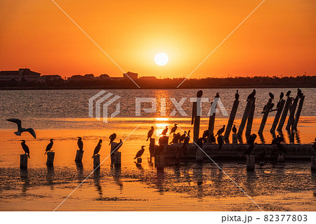 Beautiful red and orange sunset over the sea. The sun goes down over the sea. A flock of cormorants sits on a old sea pier in orange sunset light Beautiful red and orange sunset over the sea. The sun goes down over the sea. A flock of cormorants sits on a old sea pier in orange sunset light 82377803