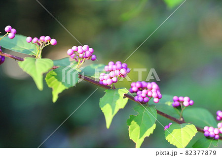 紫色の小紫（コムラサキ）の実 82377879