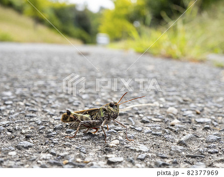地面にいるクルマバッタモドキ 82377969