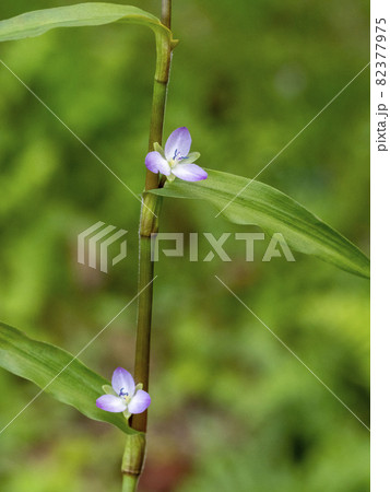 イボクサの花 イボクサの花 82377975