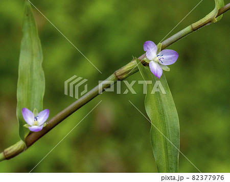 イボクサの花 82377976