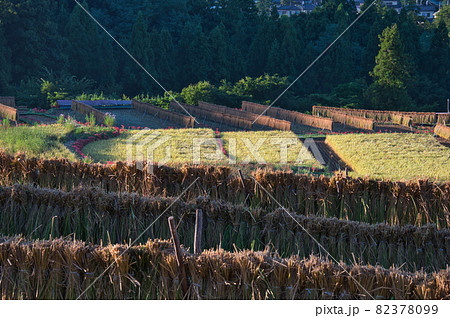 寺坂棚田のはぜ掛けのある風景《秩父郡》 寺坂棚田のはぜ掛けのある風景《秩父郡》 82378099