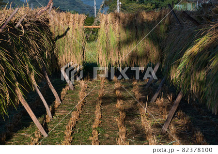 寺坂棚田のはぜ掛け《秩父郡》 82378100