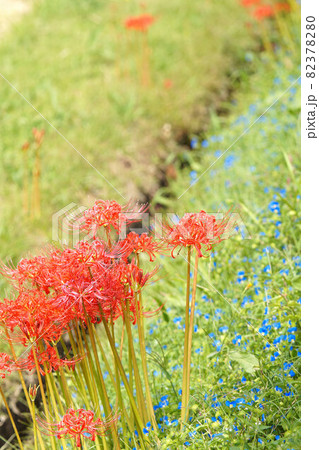 田んぼの畦に咲くヒガンバナ 82378280