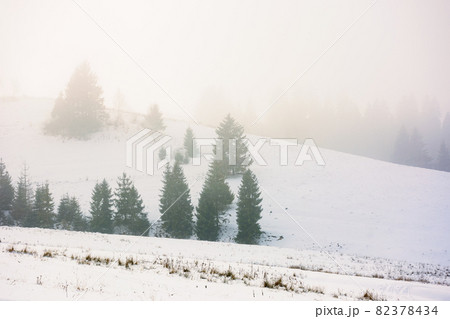 countryside winter scenery on a misty morning. coniferous trees on snow covered hills. mysterious atmosphere 82378434