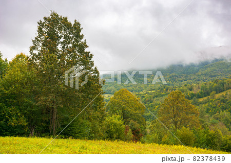 mountainous rural landscape on a cloudy day. trees on the grassy meadow mountainous rural landscape on a cloudy day. trees on the grassy meadow 82378439