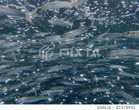 回遊魚 回遊魚 82378491