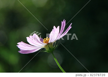 花 花 82378720