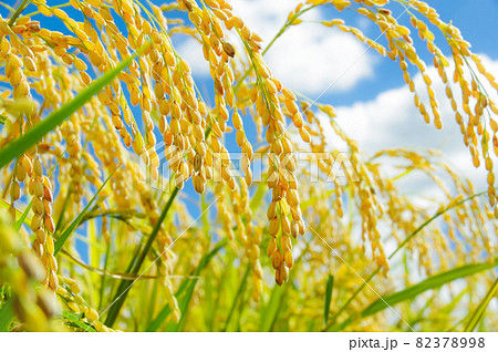 稲穂と青空 82378998