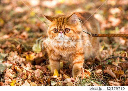 Red Persian cat with a leash walking in the yard. 82379710