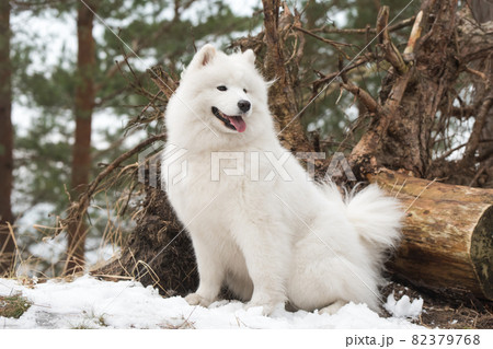 Samoyed white dog is sitting in the winter forest 82379768