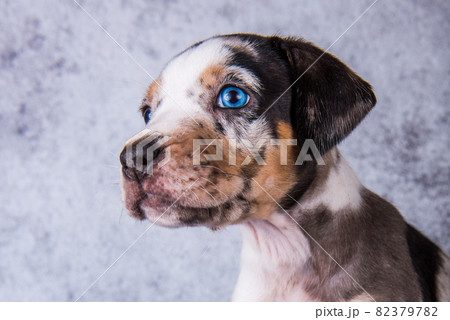 Louisiana Catahoula Leopard Dog puppy close up portrait 82379782