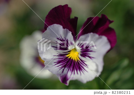 紫色のパンジーの花 紫色のパンジーの花 82380231