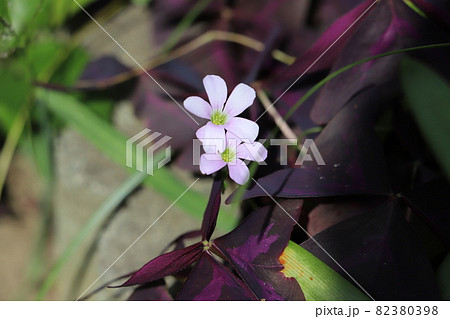 秋の公園に咲くオキザリストリアングラリスのピンクの花と紫色の葉の写真素材