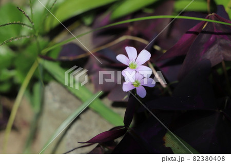 秋の公園に咲くオキザリストリアングラリスのピンクの花と紫色の葉 82380408