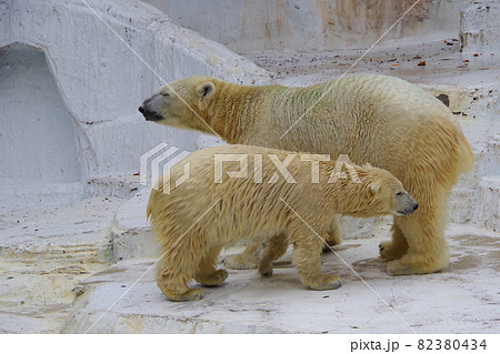 ホッキョクグマの親子 シロクマ 天王寺動物園 イッちゃん ホウ