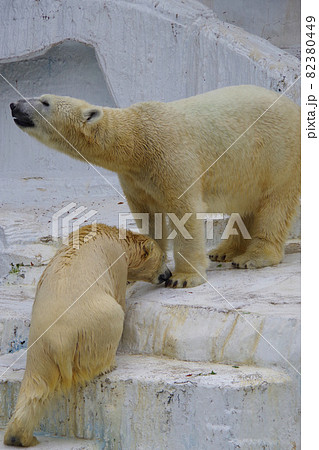 ホッキョクグマの親子 シロクマ 天王寺動物園 イッちゃん ホウちゃん 可愛いの写真素材