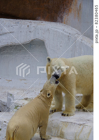 ホッキョクグマの親子　シロクマ　天王寺動物園　イッちゃん　ホウちゃん　可愛い 82380465