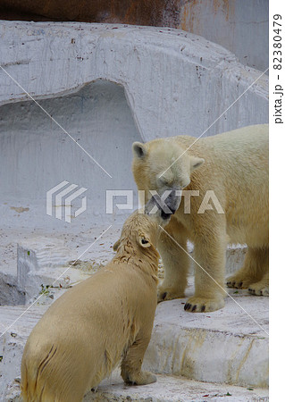 ホッキョクグマの親子 シロクマ 天王寺動物園 イッちゃん ホウちゃん 可愛いの写真素材