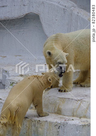 ホッキョクグマの親子 シロクマ 天王寺動物園 イッちゃん ホウ