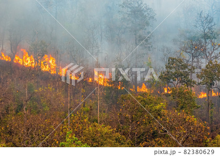 Forest fire is burning primarily as a surface fire, spreading along the ground 82380629