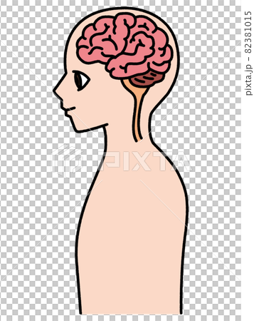 人體橫截面 82381015