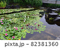 スイレンの花 82381360