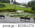 スイレンの花 82381370