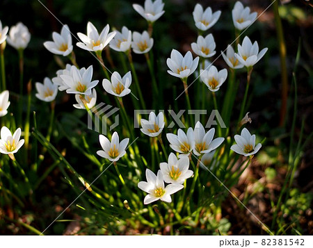 白いゼフィランサスの花 朝日の差す花壇に群生するタマスダレ の写真素材