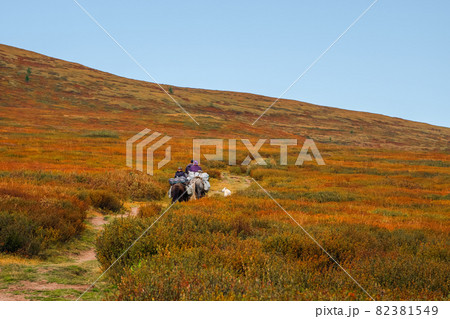 Drop-off of tourists on horseback. Small caravan on horseback with white dog on the tundra with thickets of dwarf birch descends from a hill in the distance. Drop-off of tourists on horseback. Small caravan on horseback with white dog on the tundra with thickets of dwarf birch descends from a hill in the distance. 82381549