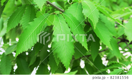 コナラの葉のある風景 82381556
