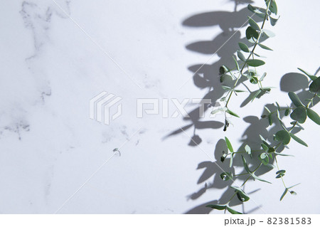 観葉植物 ユーカリの葉っぱ 白背景 コピースペース有り の写真素材 3815