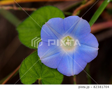 水辺に咲いた青いマルバアメリカアサガオの写真素材