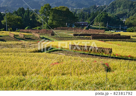 はぜ掛けのある黄金色の寺坂棚田《秩父郡》 はぜ掛けのある黄金色の寺坂棚田《秩父郡》 82381792