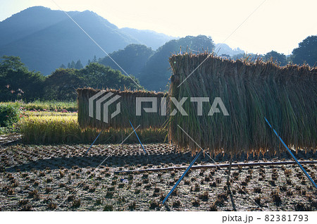 太陽の光とはぜ掛け《秩父郡》 太陽の光とはぜ掛け《秩父郡》 82381793