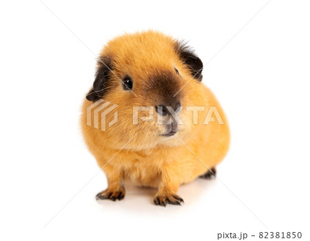 Attentive guinea pig over white Attentive guinea pig over white 82381850
