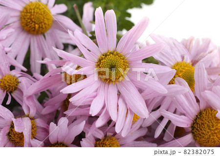 Pink chrysanthemums background Pink chrysanthemums background 82382075