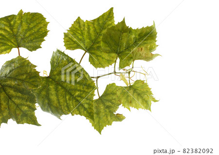 Autumn grape leaves 82382092