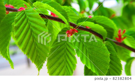 アカシデの葉のある風景 82382804