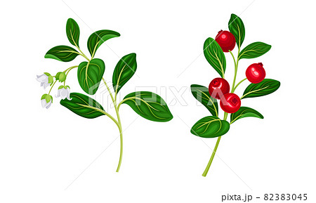 Cranberry twigs set. Lingonberry sprigs with white flowers and red fresh ripe berries vector illustration 82383045
