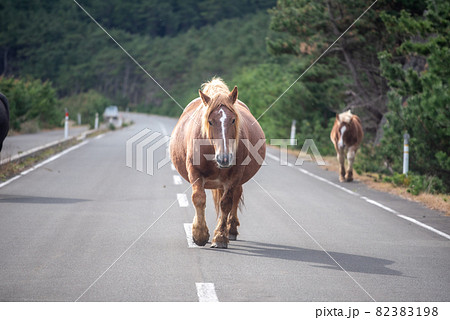 尻屋崎の寒立馬　 82383198