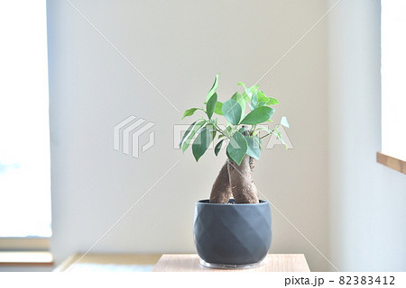 窓辺の観葉植物 窓辺の観葉植物 82383412