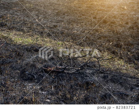 Burned grass. A field with burnt grass. Intentional arson. The d 82383721
